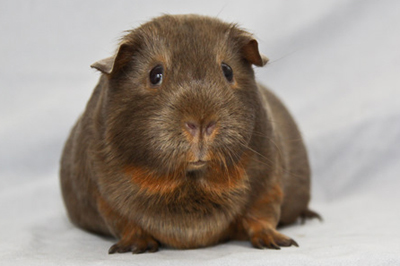 British Cavy Council - National Fox And Tan Cavy Club