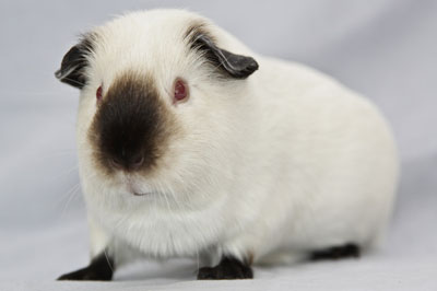 himalayan guinea pig for sale