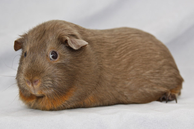 British Cavy Council - National Fox and Tan Cavy Club