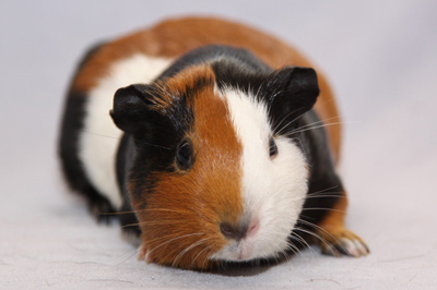 British Cavy Council - National Tortoise and White Cavy Club