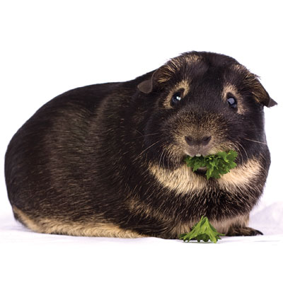 Otter cavy eating parsley
